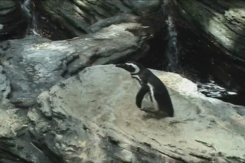 Cute penguin walking Video stock 103880
