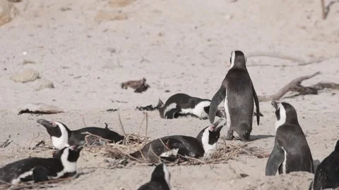 Cute penguins in a bay close to Simon's bay in south africa. Sanctuary or colony Stock Footage 304996078