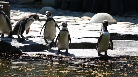 Cute penguins in the zoo Stock Footage 107828644