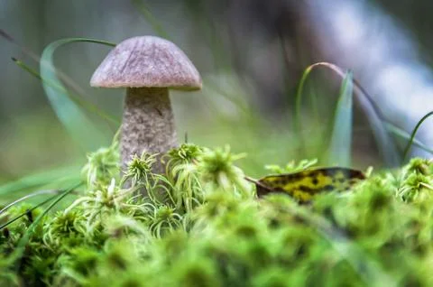 Cute penny bun mushroom is growing in the grass. The beautiful small brown ca Stock Photos