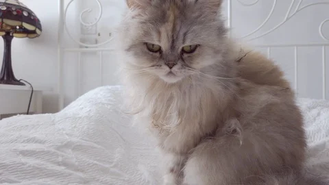 Cute persian cat Stock Footage 115936011