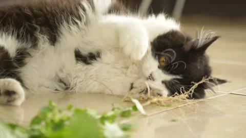 Cute Persian cat kitten rolling on floor chewing and rubbing catnip root Stock Footage 197458433