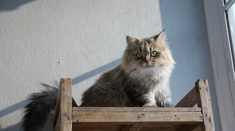 Cute persian cat lying and looking on old wood shelf.. Stock Footage 61258813