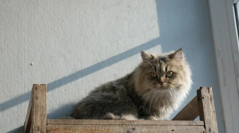 Cute persian cat lying and looking on old wood shelf.. Stock Footage 61260540