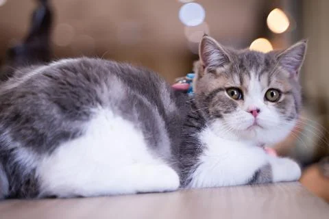 Cute persian cat lying on the table, bokeh light background Stock Photos