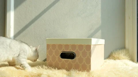 Cute persian cat playing in gift box Stock Footage 61258592