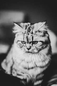 Cute Persian cat portrait sitting on the sofa Stock Photos