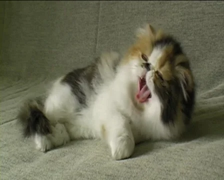 Cute persian kitten Video stock 8956731