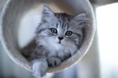 Cute Persian kitten lying on sofa at home Stock Photos
