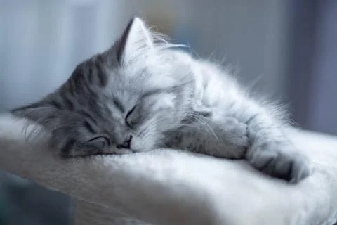 Cute Persian kitten lying on sofa at home Stock Photos