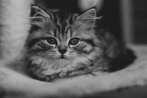 Cute Persian kitten lying on sofa at home Stock Photos