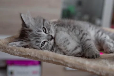Cute Persian kitten lying on sofa at home Stock Photos