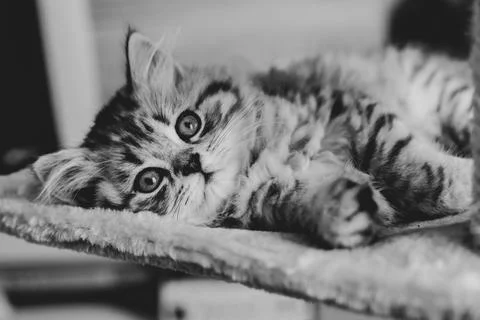 Cute Persian kitten lying on sofa at home Stock Photos