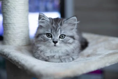 Cute Persian kitten lying on sofa at home Stock Photos