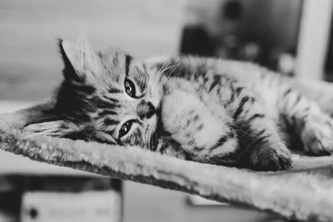 Cute Persian kitten lying on sofa at home Stock Photos