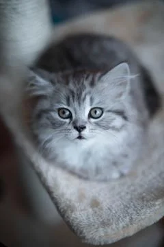 Cute Persian kitten lying on sofa at home Stock Photos