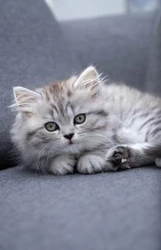Cute Persian kitten lying on sofa at home Stock Photos