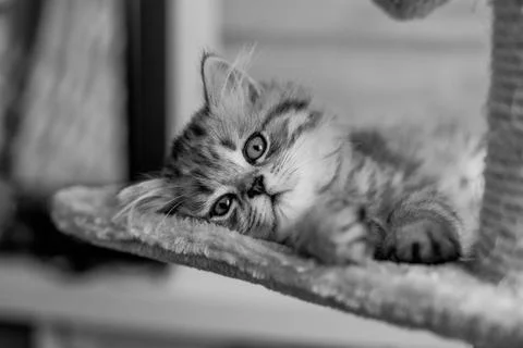 Cute Persian kitten lying on sofa at home Stock Photos