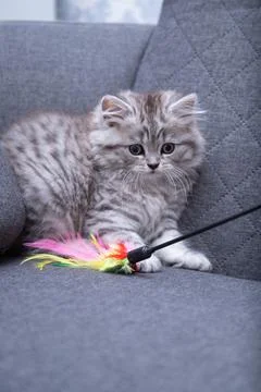 Cute Persian kitten playing on sofa at home Stock Photos