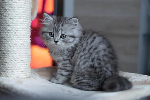 Cute Persian kitten sitting on sofa at home Stock Photos
