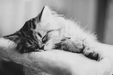 Cute Persian kitten sleeping on sofa at home Stock Photos