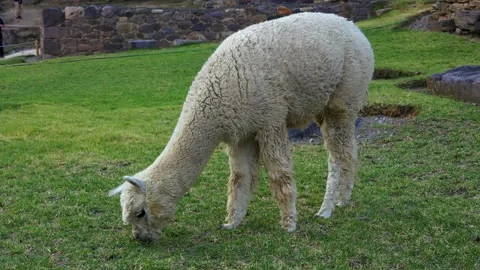 Cute peruvian alpaca eating grass in Ollantaytambo, Peru Stock Footage 280799738