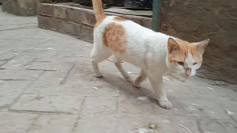 Cute pet cat Stock Footage 149470307