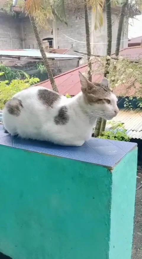 Cute pet cat Video stock 194353067