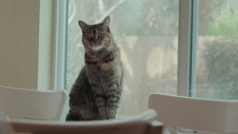 Cute pet cat in a window sill looking outside Stock Footage 297502180