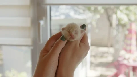 Cute pet with closed eyes. Stock Footage 167014207