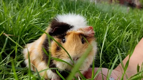 Cute pet fluffy guinea pig, grazes in the grass, sits on the owner's hand Stock Footage 190876293
