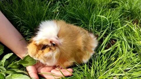 Cute pet fluffy guinea pig, grazes in the grass, sits on the owner's hand Stock Footage 190876412