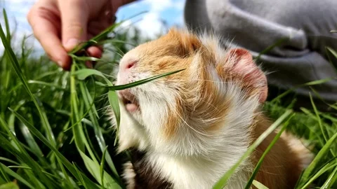 Cute pet fluffy guinea pig, grazes in the grass, sits on the owner's hand Stock Footage 190877620
