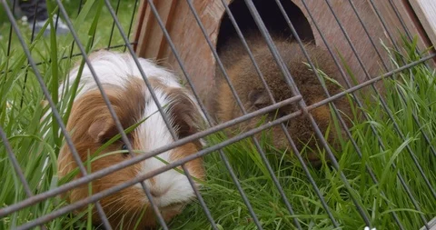 Cute pet hampsters  facing camera eating grass Stock Footage 111962388