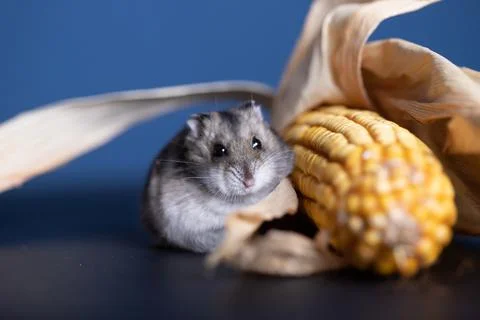 Cute pet hamster with corn Stock Photos