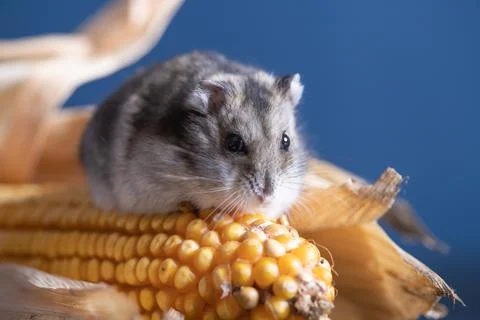Cute pet hamster with corn Stock Photos