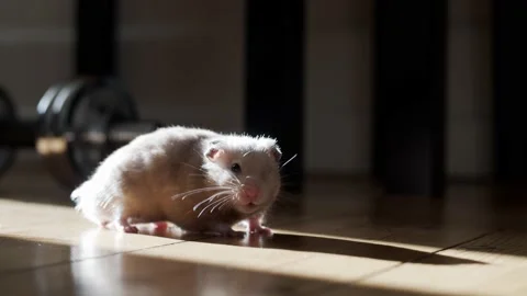 Cute Pet Hamster Exploring Room on the Wooden Floor Stock Footage 149790631