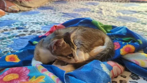 A cute pet kitten Stock Footage 237663123