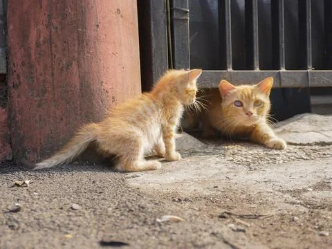 A cute pet kittens Stock Photos