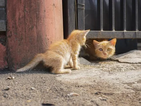 A cute pet kittens Stock Photos