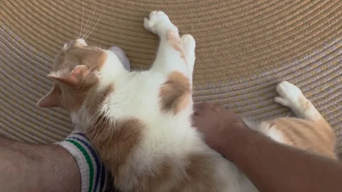 Cute pet is lying down at home, ginger white domestic fluffy feline kitten .. Stock Footage 256241382