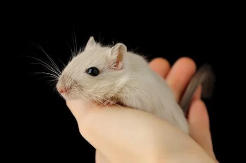 Cute pet mouse Foto stock