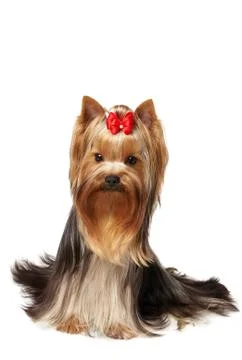 Cute pet Stock Photos
