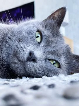 Cute pet Stock Photos