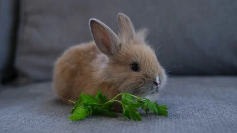 Cute pet rabbit sitting on the sofa and eating parsley Video stock 161787777