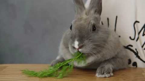 Cute pet rabbit is sitting at the table and eating dill Video stock 203881671