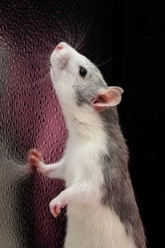 Cute pet rat close-up Stock Photos