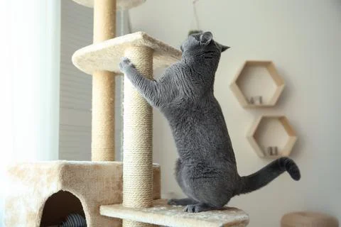 Cute pet sharpening claws on cat tree at home 스톡 사진