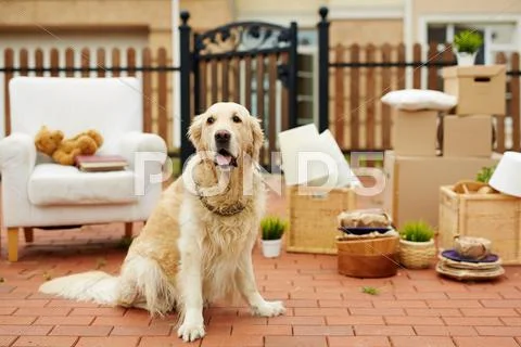Cute pet sitting by new house with packed things on background Stock Photos