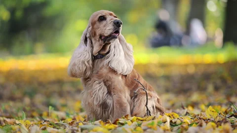 Cute pet sitting by tree in colorful fall foliage. Stock Footage 317760715